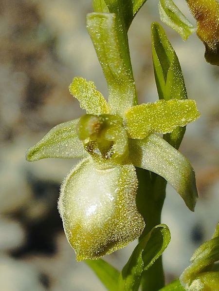 Ophrys exaltata subsp. marzuola  - Gérard Joseph