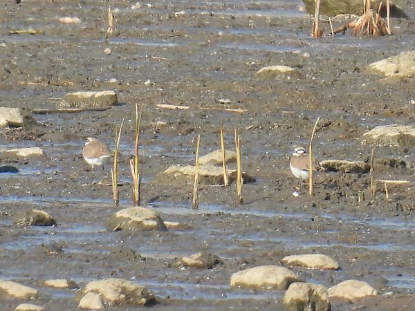 sieweczka rzeczna  - Kacper Mikulski
