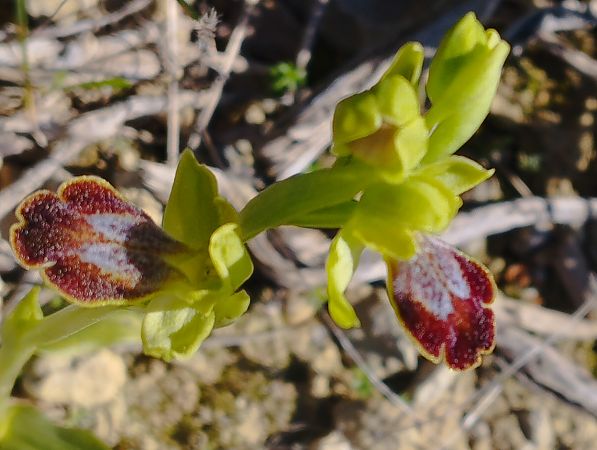 Ophrys bilunulata  - Gérard Joseph