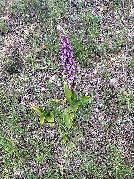 Himantoglossum robertianum  - Florent de Gasperis