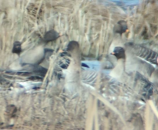 Pink-footed Goose  - Rafał Fudalej