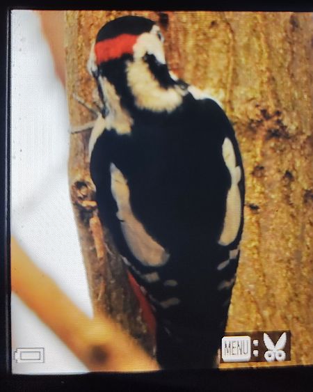 Hybride Pic épeiche x syriaque 