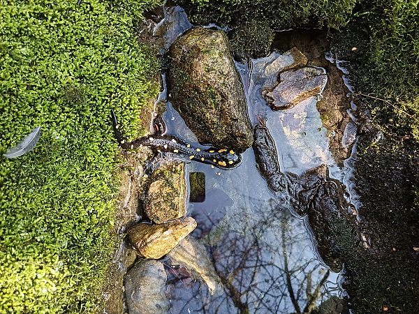 Salamandra pezzata  - Tiziano Fiorenza (FVG)