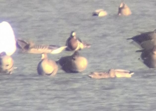 bernikla rdzawoszyja  - Grzegorz Kaczorowski