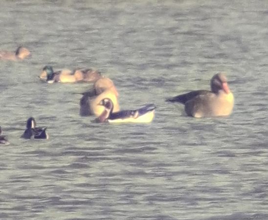 Rothalsgans  - Grzegorz Kaczorowski