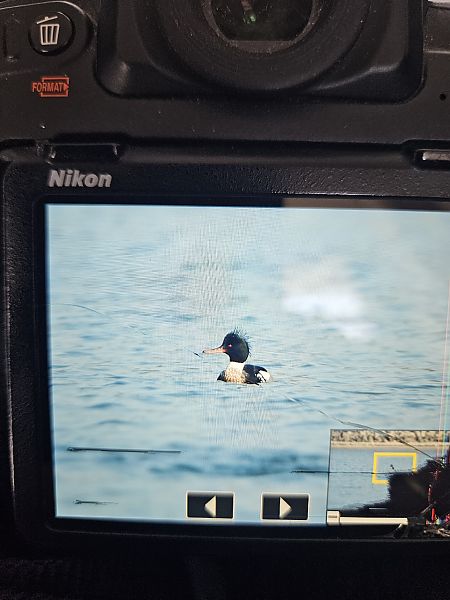 Harle huppé  - Jacek Słupek