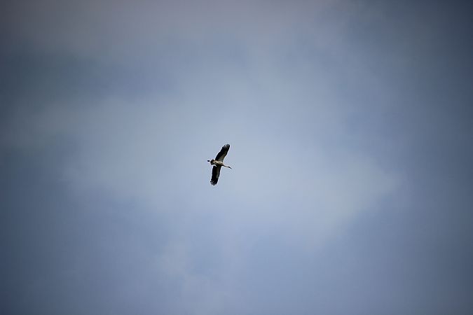 Cicogna bianca  - Leonardo Orefice