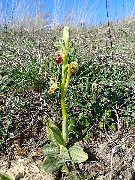 Ophrys sphegodes  - Alain Falvard