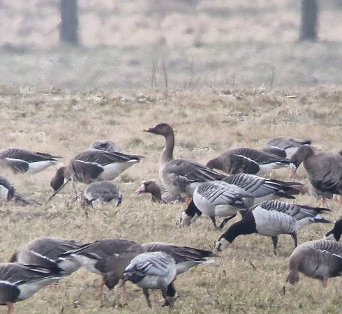 gęś zbożowa  - Tomasz Zarzycki