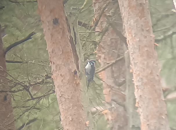 dzięcioł trójpalczasty  - Dawid Cząstkiewicz