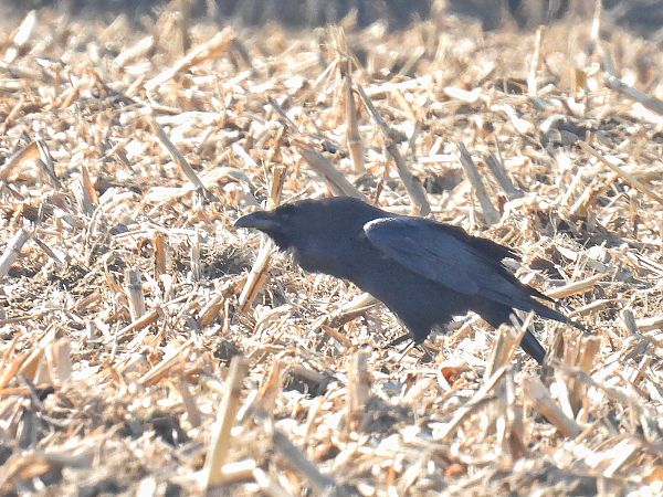 kruk  - Kacper Mikulski