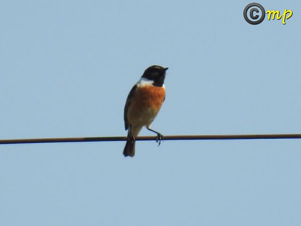 Saltimpalo comune  - Mario Paloni