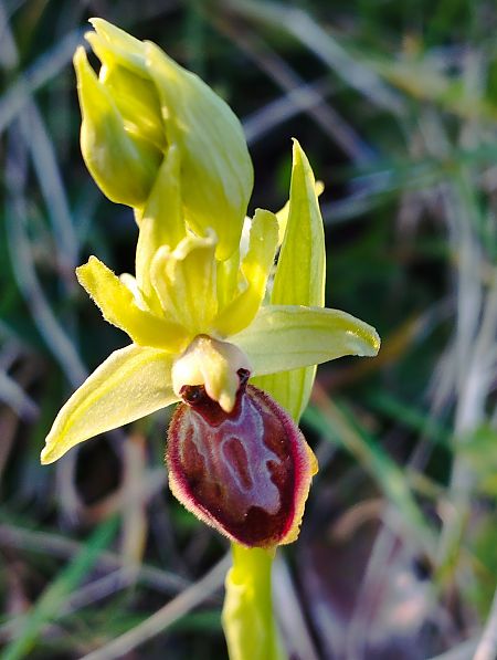 Ophrys exaltata subsp. marzuola  - Gérard Joseph