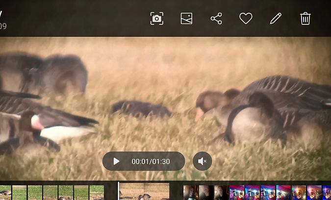 Blässgans (ssp. flavirostris), Grönländische  - Michał Polakowski