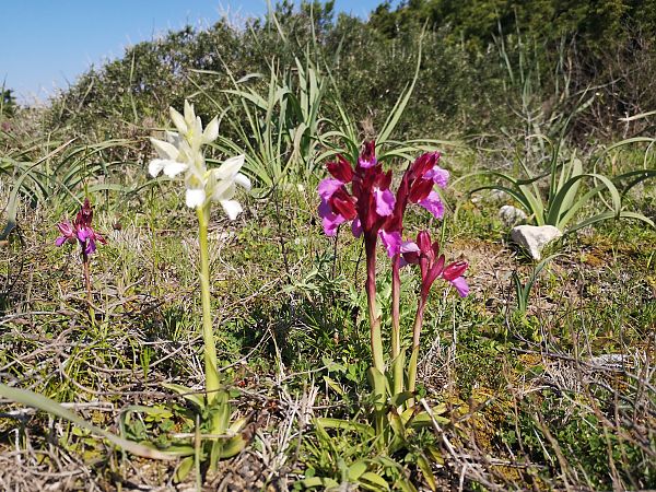 Anacamptis papilionacea  - Richard Fay