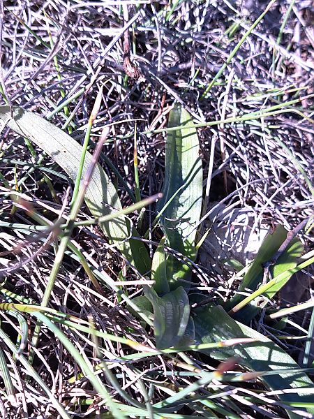 Orchis indet. group. mascula  - Emmanuel Cosson