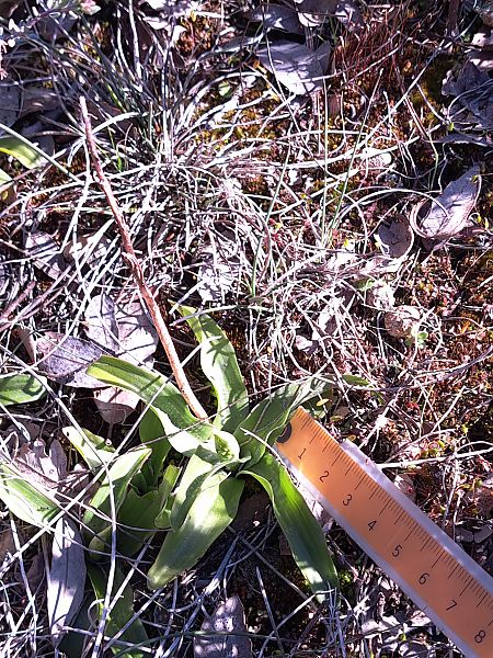 Orchis indet. group. mascula  - Emmanuel Cosson