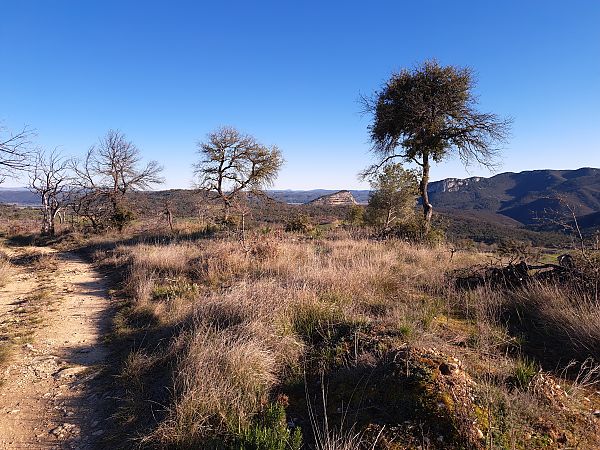 Orchis indet. group. mascula  - Emmanuel Cosson