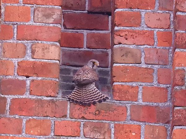 pustułka  - Kacper Mikulski