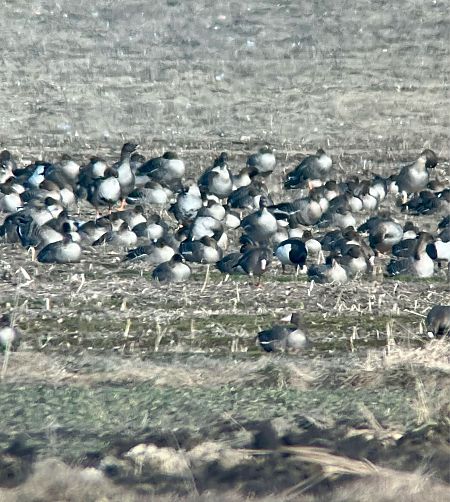 Bernache nonnette  - Krzysztof Lis