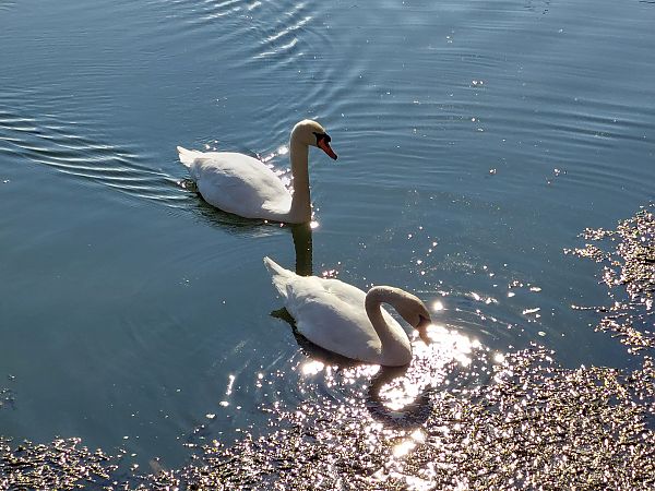 łabędź niemy  - Rafał Walczybok