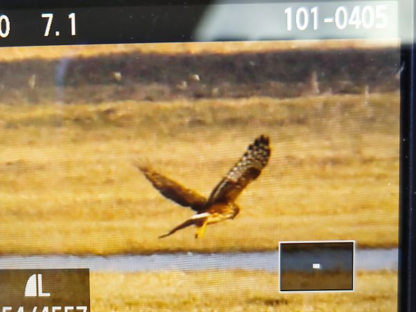 błotniak zbożowy  - Łukasz Budny