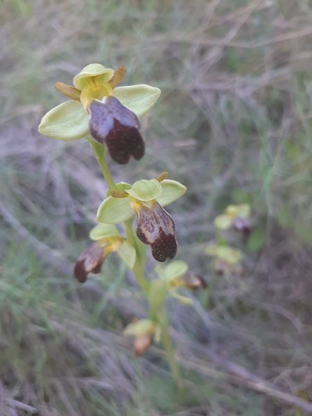 Ophrys forestieri  - Enric Ortega