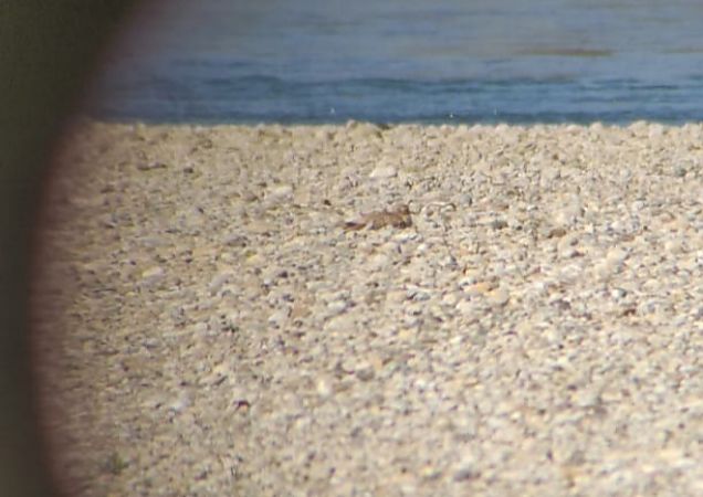 Occhione  - Lorenza Venturini