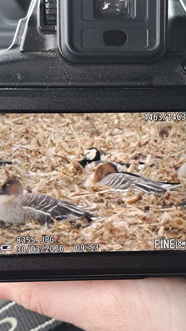 bernikla białolica  - Maciej Nowicki