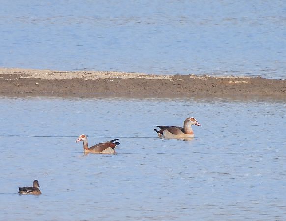 gęsiówka egipska  - Natalia Gorczowska