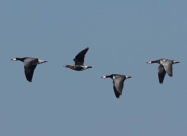bernikla rdzawoszyja  - Patryk Neumann