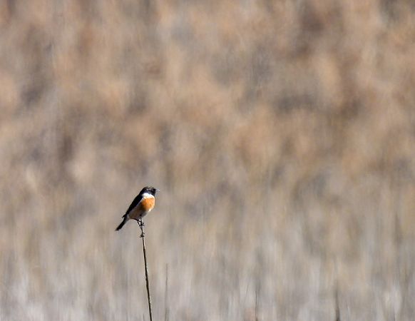 kląskawka  - Natalia Gorczowska