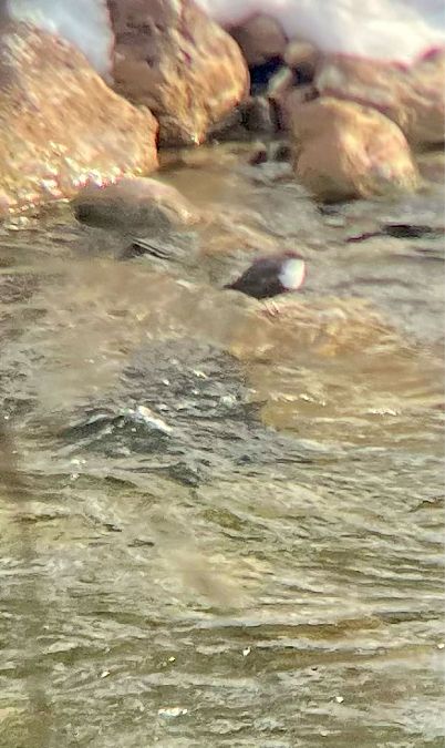 Merlo acquaiolo  - Krzysztof Lis