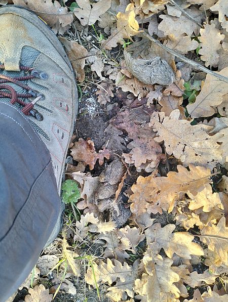 Loup gris  - Daniele Longhi