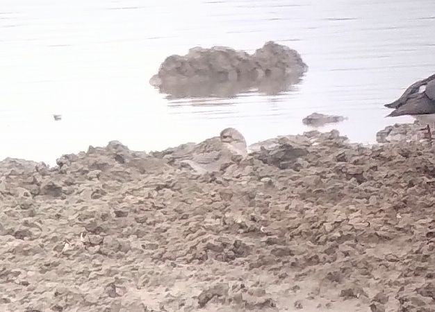 Piviere dorato  - Marco Cortemiglia