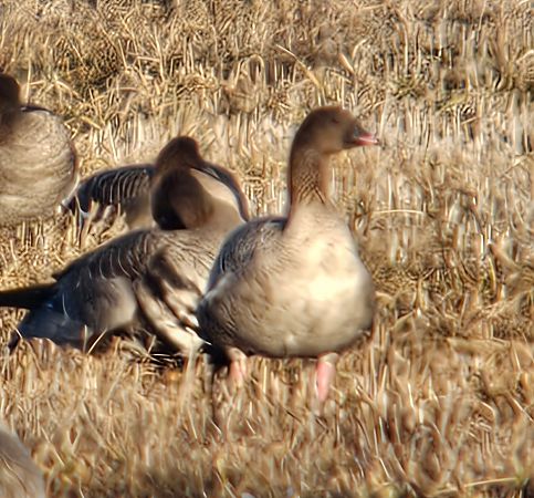 Kurzschnabelgans  - Anna Kaniewska-Skoczylas