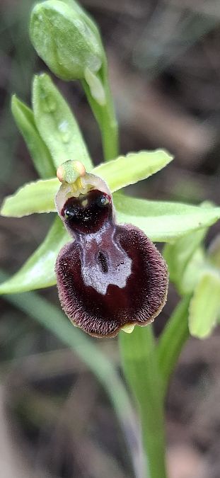 Ophrys occidentalis 