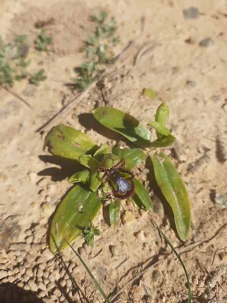 Ophrys speculum  - Enric Ortega
