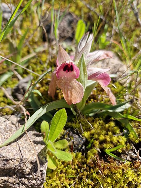 Serapias neglecta  - Diane Raibaut