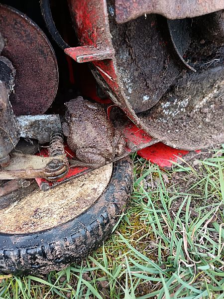 Rospo comune  - Michele Cassol