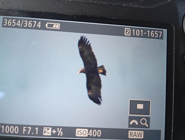 orlik grubodzioby  - Rafał Fudalej