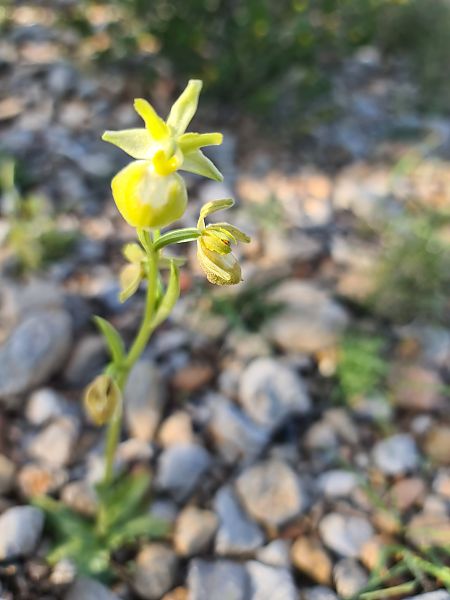 Ophrys occidentalis  - Christian Fleury