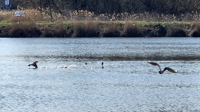 perkoz dwuczuby  - Anna Kamilewicz-Wicik