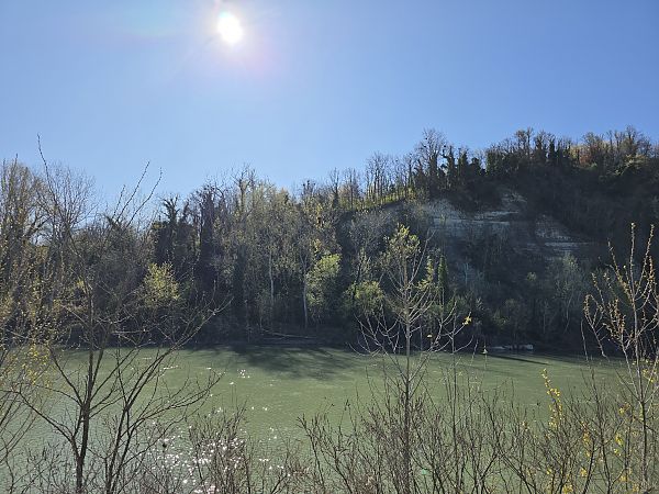 Airone cenerino  - Sergio Fasano