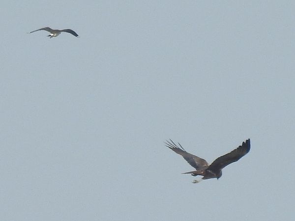 błotniak stawowy  - Ewa Nalepa