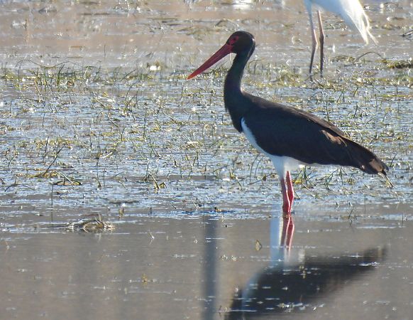 bocian czarny  - Natalia Gorczowska