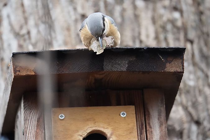 Picchio muratore  - Florian Gasser