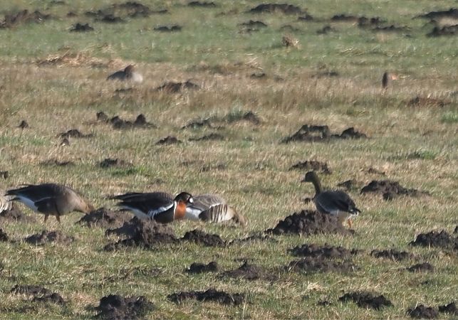 Rothalsgans  - Tomas Czarnolas