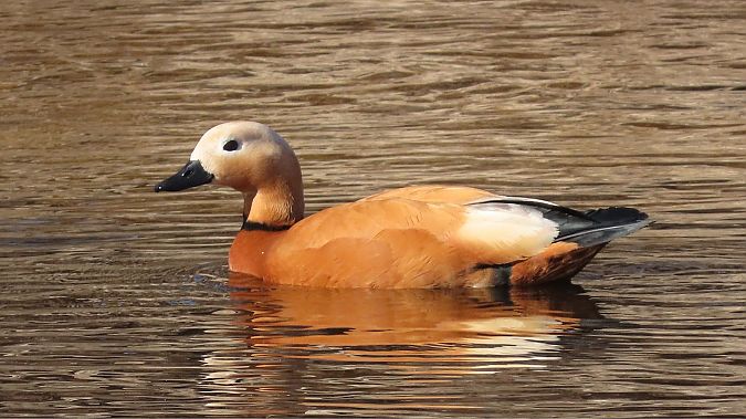 Ruddy Shelduck  - Aleksandra Gehrmann-Bogdanowicz