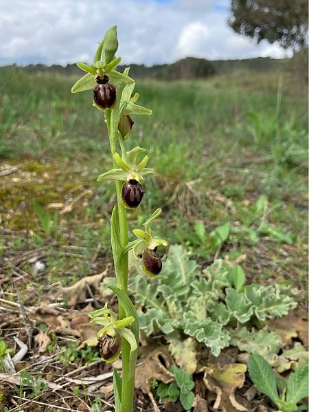Ophrys exaltata subsp. marzuola  - Florent de Gasperis